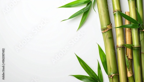 A clean, minimalist composition featuring a cluster of green bamboo stalks with vibrant leaves, set against a white background. Emphasize the natural texture of the stalks and the dynamic flow of the 