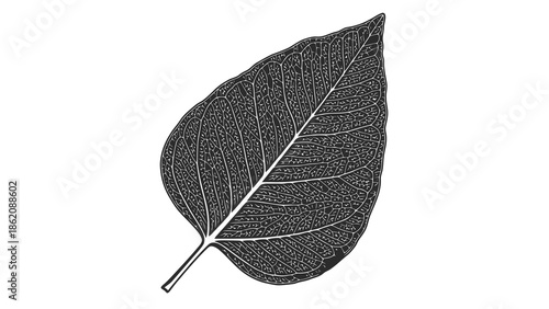 Detailed illustration of a single leaf