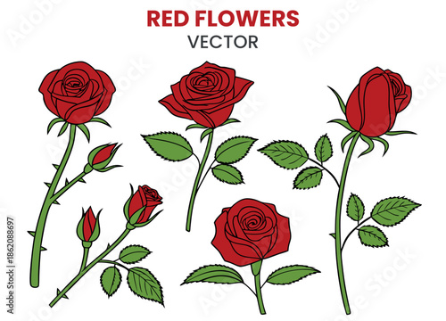 Elegant Red Rose Floral Vector Clip Art Isolated on White. Collection of Red Roses and Buds