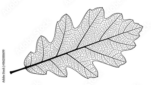 Detailed illustration of an oak leaf