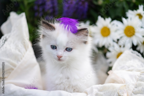 Porträt eines Ragdoll Kätzchen