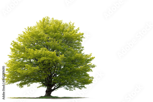 A large green deciduous tree isolated on a black background for design purposes