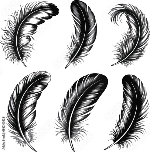 Elegant black feathers set for design and decoration