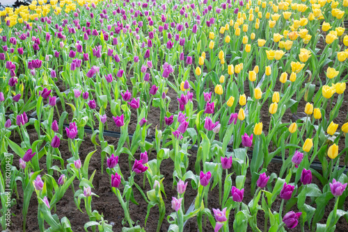 Green area relax outdoors garden with plants