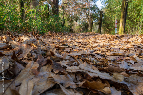 静岡県磐田市鶴ヶ池　12月 冬 枯葉の遊歩道

