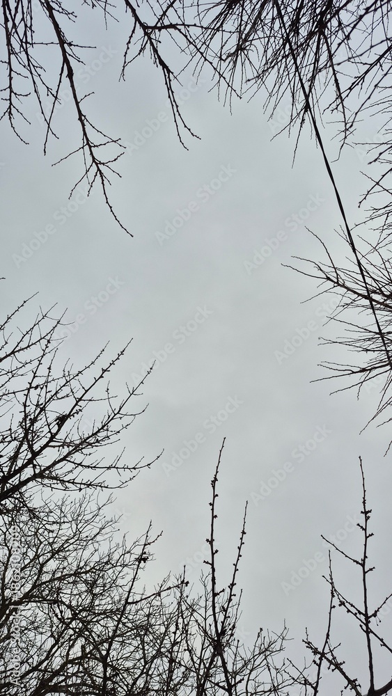 Obraz premium tree branch in the snow