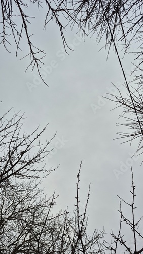 tree branch in the snow