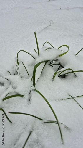 green grass covered with snow
