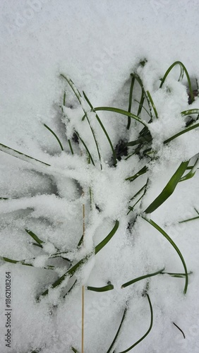 green grass covered with snow