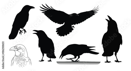 Collection of crows in various poses for use in artwork and designs naturally available