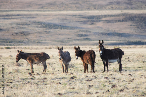 Four wild burros in the Smoke Creek Desert in Lassen County California near the Nevada State Line