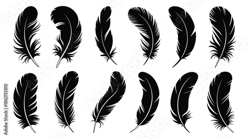 A collection of black feathers displayed in a simple elegant arrangement