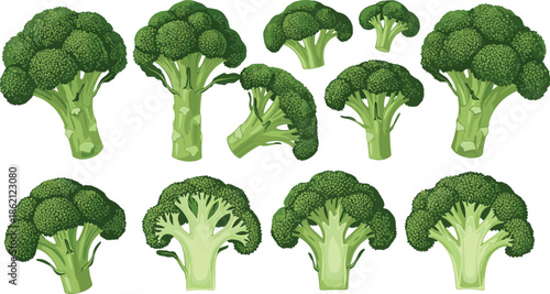 Fresh green broccoli set with various whole heads and sliced ​​pieces for healthy organic food cooking recipe and vegetarian nutrition