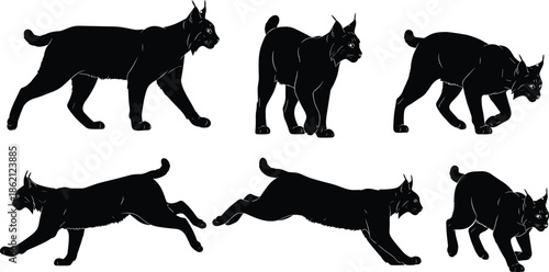 Lynx silhouettes set featuring wild cat poses including jumping, running, walking, and standing, perfect for nature, wildlife, and animal predator graphics.