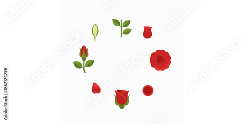 Life cycle of red rose flower circular infographic flat vector illustration