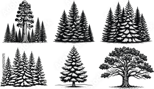 Evergreen pine forest and oak tree sketches set featuring coniferous spruce, sequoia, and cedar wood engravings for nature and wilderness designs.
