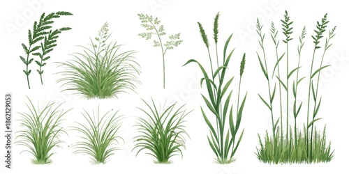 Variety of lush green grass and plants on white background