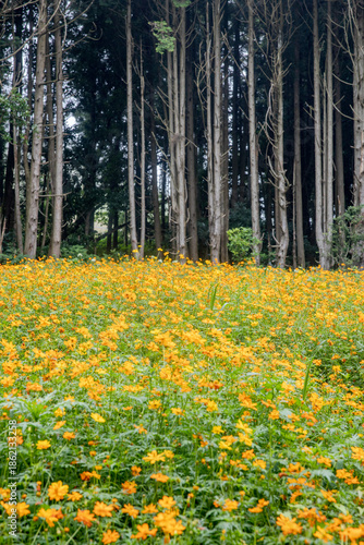 Wallpaper Mural spring in the forest Torontodigital.ca