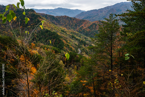 forest in the mountains