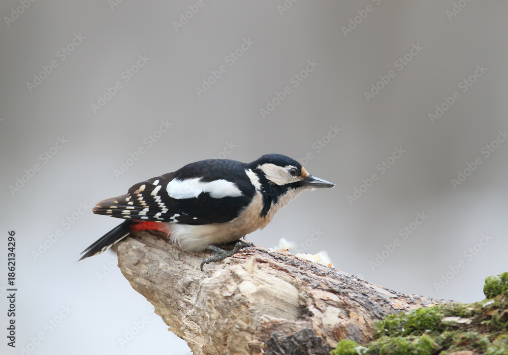 Obraz premium A female great spotted woodpecker (Dendrocopos major) is photographed close up perched on a log against a blurred background.