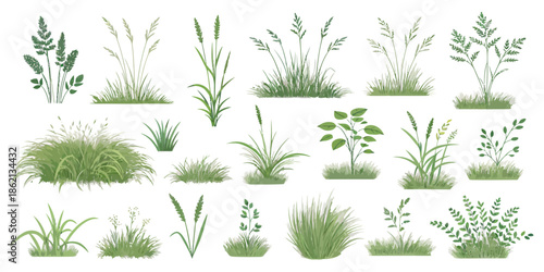 Variety of green grasses and plants on white background
