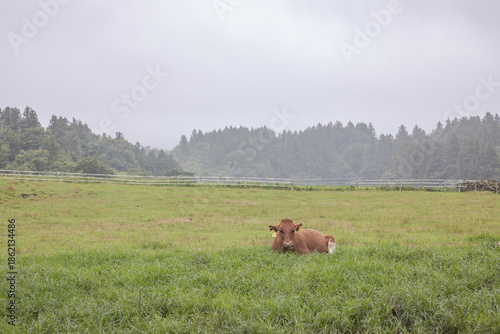 Wallpaper Mural cows in the meadow Torontodigital.ca