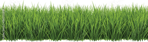 Dense green grass border texture, natural meadow lawn background, fresh garden vegetation, spring landscape design element, eco nature realistic vector illustration