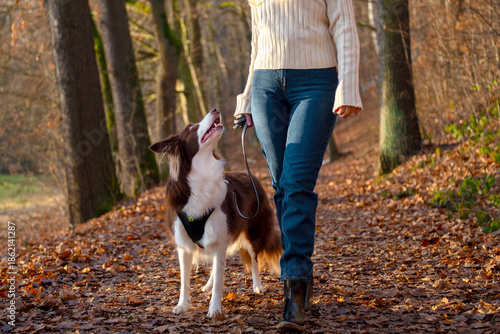 Woman and her adorable border collie dog enjoying walk in forest, playing and exercising and having fun