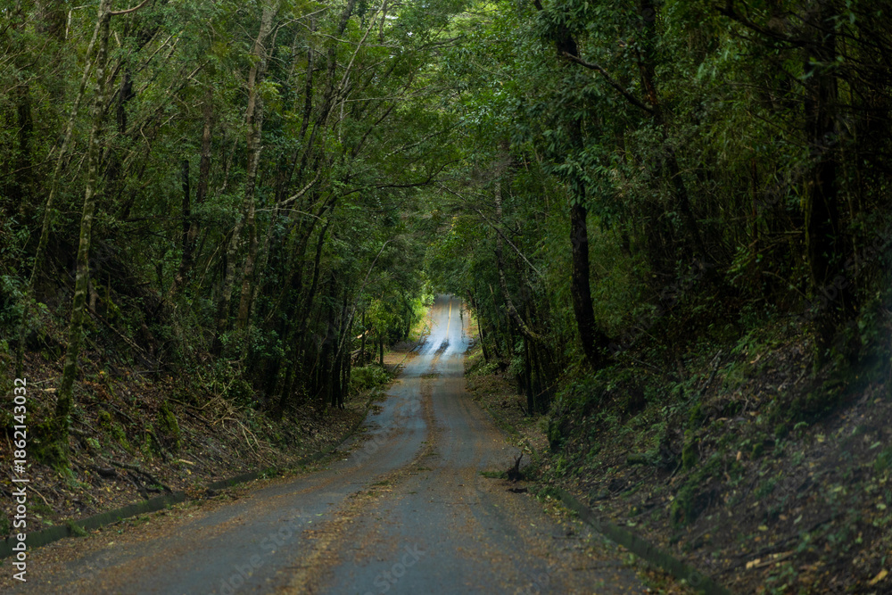 Obraz premium Estrada