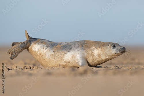 Playful Atlantic Grey Seal Pup (Halichoerus grypus) on a sandy beach on the East Coast of England