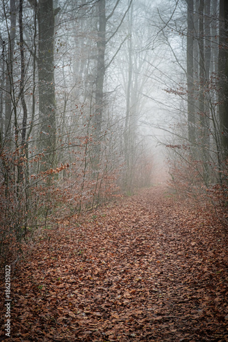 Trees and plants covered in hoarfrost in a forest in the Lower Taunus Mountains during fog