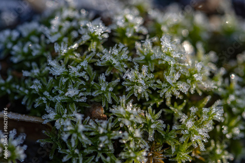frozen moss