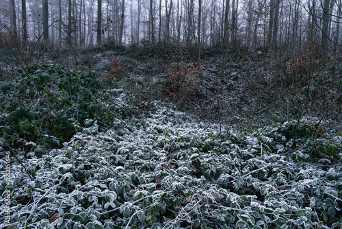 Raspberry bushes covered in hoarfrost in a forest in the Lower Taunus Mountains