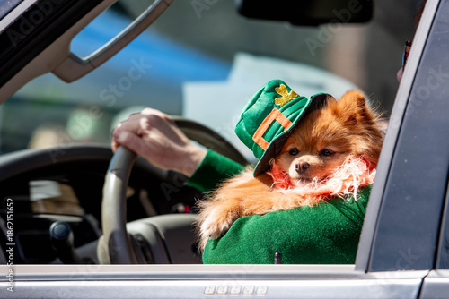 Foto A furry dog wearing a leprechaun hat peers out of the window of a car during a St