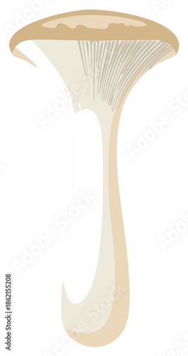 Isolated oyster mushroom illustration, edible fungi, fungal food graphic, oyster fungus