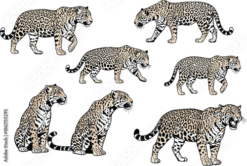 Wild jaguar illustration set, leopard animal vector drawing, big cat predator artwork, jungle wildlife clipart design, roaring feline graphic collection