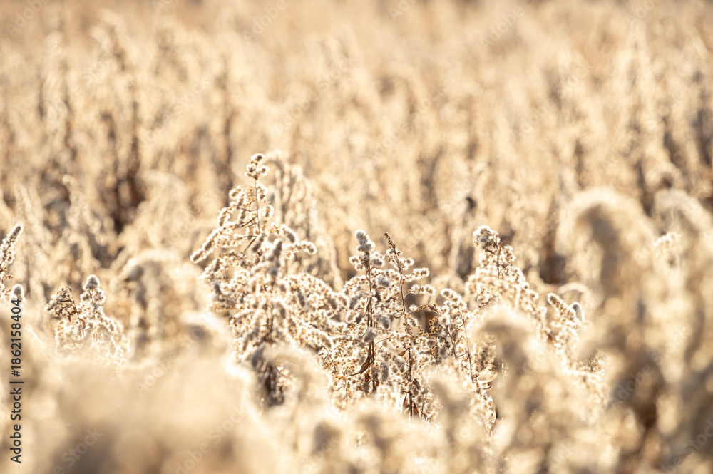 Fototapeta premium 冬の光に輝く枯れたセイタカアワダチソウの綿毛と冬枯れの野原