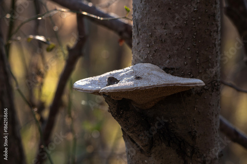 冬の雑木林の幹に自生する白いクジラタケと柔らかな木漏れ日