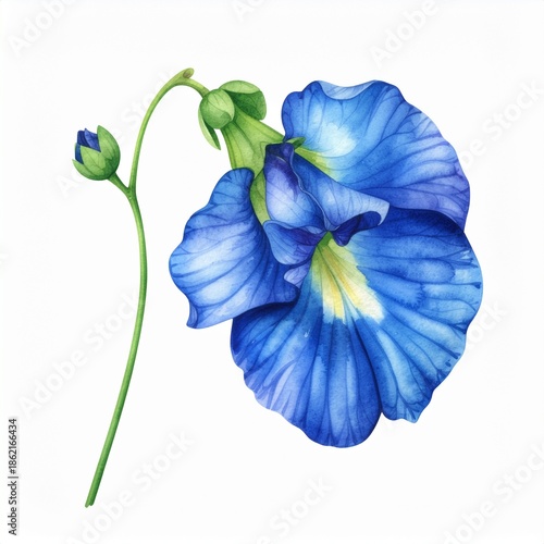 Stunning watercolor illustration of a vibrant blue butterfly pea flower with a budding stem, showcasing its unique petals and natural beauty on a clean white background