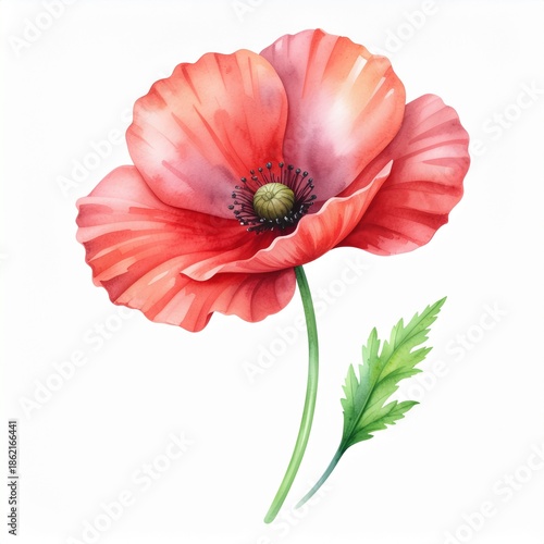 Vibrant red poppy flower illustration in watercolor style, showcasing delicate petals and botanical beauty on a white background, perfect for spring and summer designs