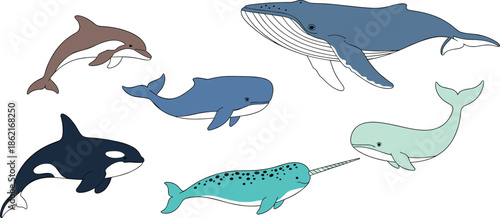 Colorful vector set of marine mammals including a blue whale orca dolphin narwhal humpback and sperm whale isolated.