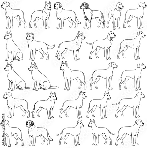 Large set of different dog breed line drawings, minimalist vector pet illustrations of various purebred hounds and domestic canine icons