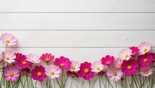 Pink and magenta cosmos flowers on white wooden background 1