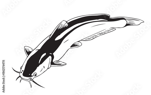 Black and White Catfish Illustration Isolated on White Background.