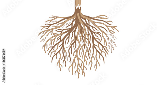 An illustration of a tree's root system, spreading out in a heart shape against a white background.