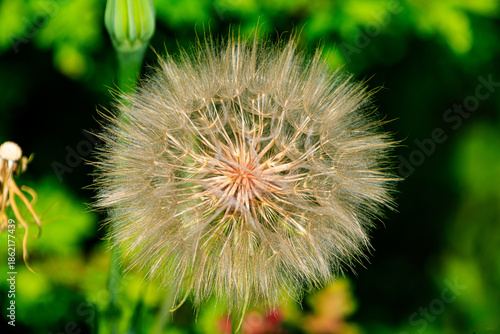 Slika na platnu reife Fruchtstand (Pappus) einer Distel
