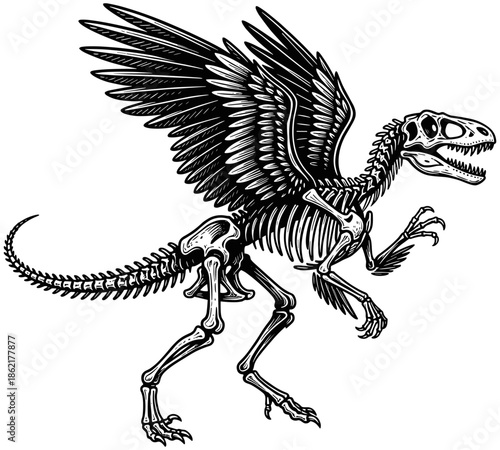 Vintage woodcut style illustration of a winged dinosaur skeleton raptor with feathered wings isolated on white background for gothic decor.