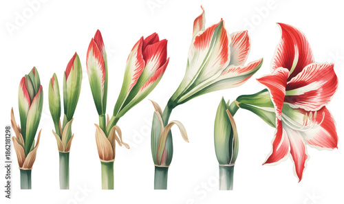 Soft watercolor amaryllis bloom with flowing red petals and stems.