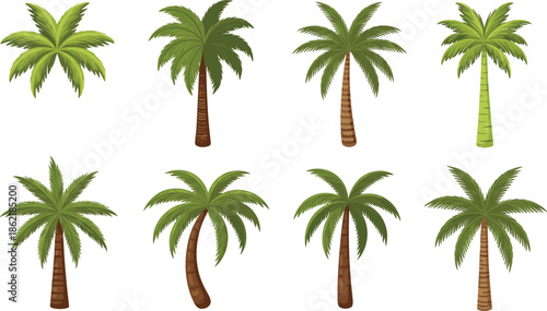 Tropical Palm Tree Illustration Set Featuring Different Palm Shapes and Green Foliage for Summer, Beach, Island, Travel, Nature, and Exotic Design Projects