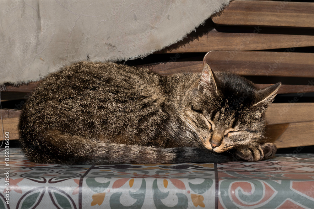 Αυτοκόλλητο Complicità felina alla luce del sole, due gatti domestici in un momento di calma